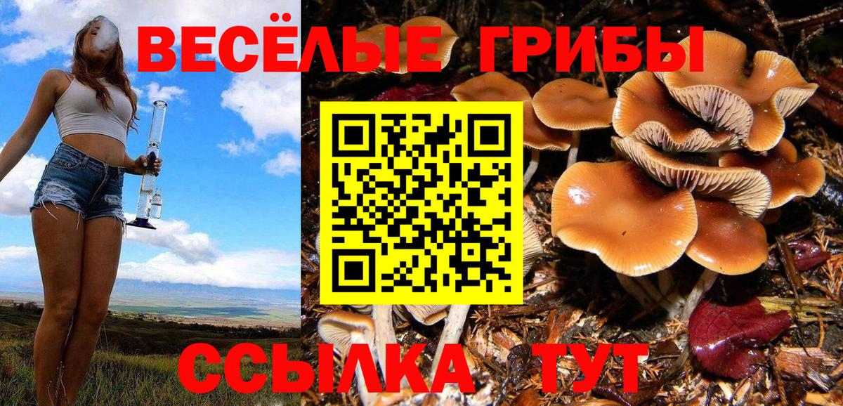 Галлюциногенные грибы Psilocybe  Вход с VPN  Жуковский 